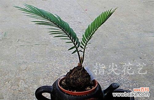 铁树花语的象征意义及文化内涵 铁树花语——坚定不移的爱情宣言