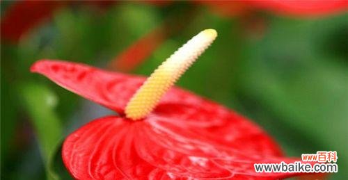 探寻火鹤花的吉祥之意 火鹤花语，寓意绵长