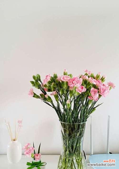 探究这朵花的神秘之处 康乃馨花语的含义