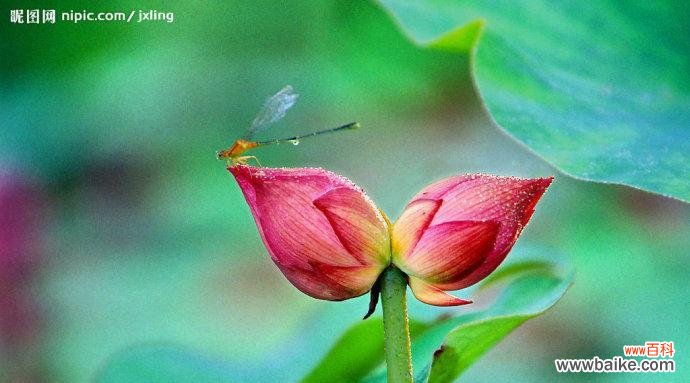 双叶同根,和合共生 并蒂莲的花语
