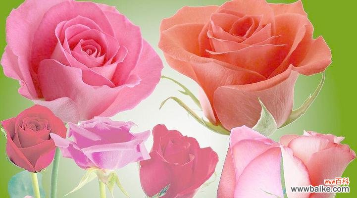 传递情感的花语，10朵玫瑰的代表意义 解密10朵玫瑰花的花语