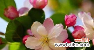 探寻海棠树的文化内涵 海棠树代表的寓意与象征