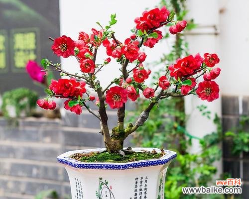 探寻海棠树的文化内涵 海棠树代表的寓意与象征