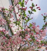 探寻海棠树的文化内涵 海棠树代表的寓意与象征