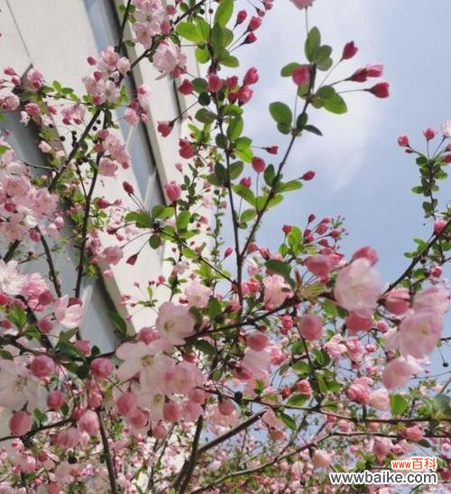 探寻海棠树的文化内涵 海棠树代表的寓意与象征