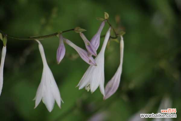 玉簪花烂根要怎么办