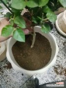 茉莉花烂根了怎么办