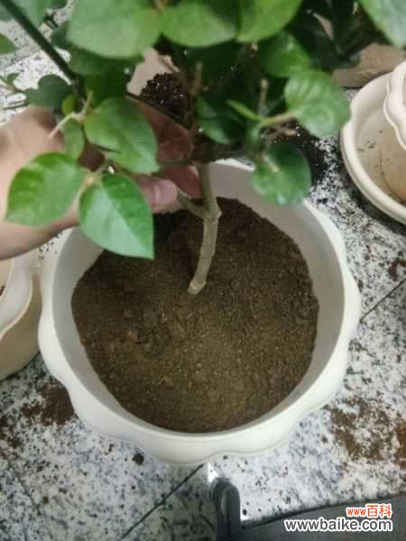 茉莉花烂根了怎么办