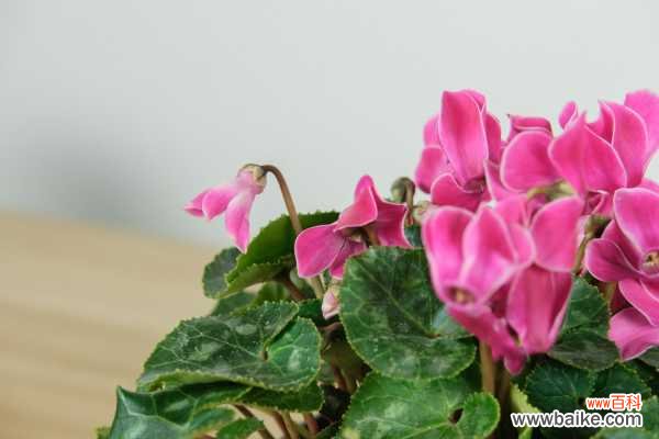 仙客来病虫害防治,病害有几种