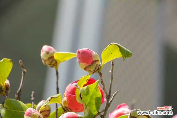 茶花常见病虫害防治,茶花病虫害用药