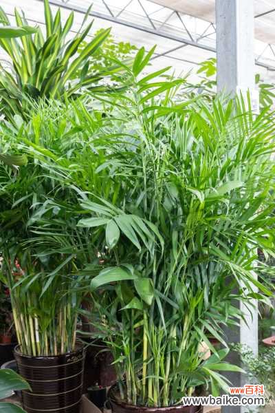 散尾葵烂根了怎么办