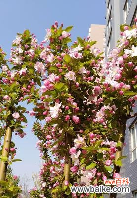 用垂丝海棠的花语传达真挚的情感 垂丝海棠的花语