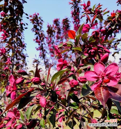 用垂丝海棠的花语传达真挚的情感 垂丝海棠的花语