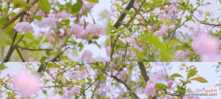 探索垂丝海棠花语 垂丝海棠花语
