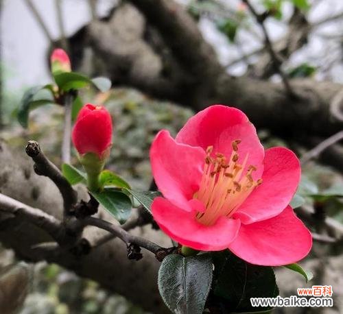 春天之美在花朵中流转 春天花开,绽放生机