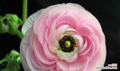 春天之美在花朵中流转 春天花开，绽放生机