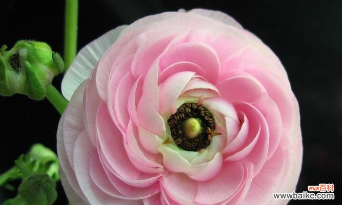 春天之美在花朵中流转 春天花开,绽放生机