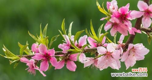 春天之美在花朵中流转 春天花开,绽放生机