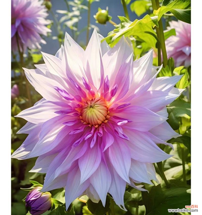 解读大丽花花语 大丽花的花语与象征意义