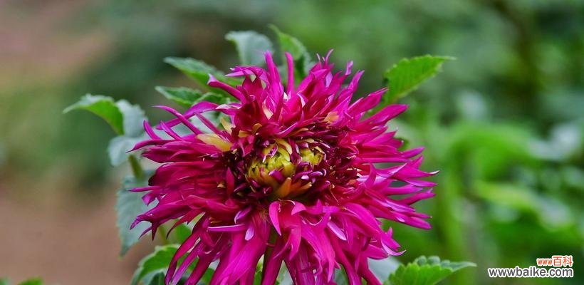 解读大丽花花语 大丽花的花语与象征意义