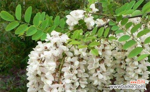 探寻刺槐花语的深层含义 刺槐花语