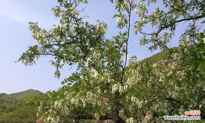 探寻刺槐花语的深层含义 刺槐花语