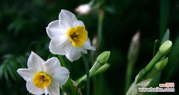花开于冬天 纯白水仙花花语的寓意与传承