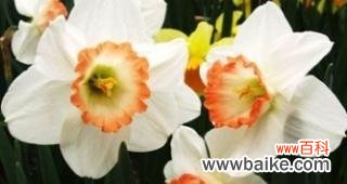 花开于冬天 纯白水仙花花语的寓意与传承