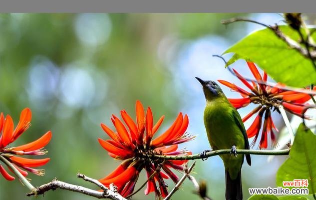 探寻刺桐花的美丽与哲学 刺桐花的花语及象征意义
