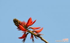 探寻刺桐花的美丽与哲学 刺桐花的花语及象征意义