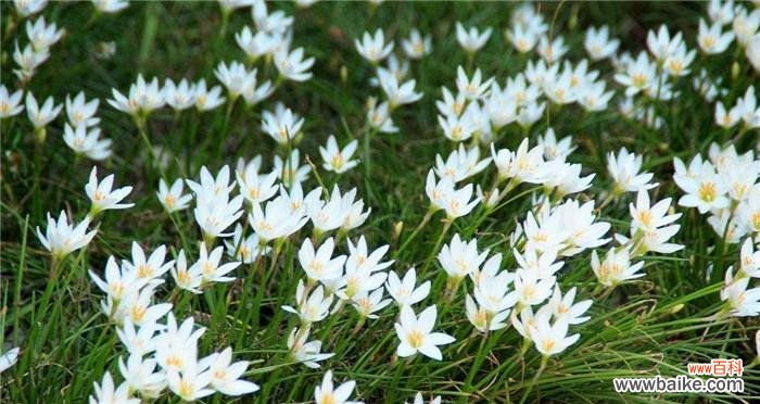 探索葱兰花语传递的心灵之声 葱兰花语的美丽与寓意