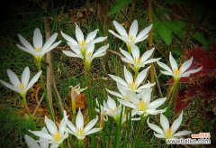 探索葱兰花语传递的心灵之声 葱兰花语的美丽与寓意