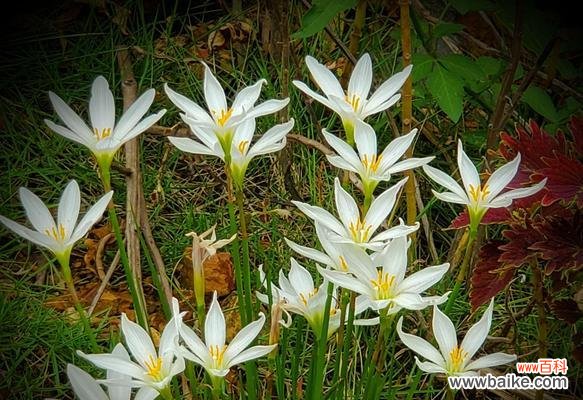 探索葱兰花语传递的心灵之声 葱兰花语的美丽与寓意