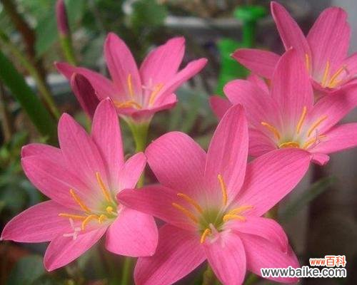 用葱兰花的美丽寄托内心的渴望 葱兰花的花语