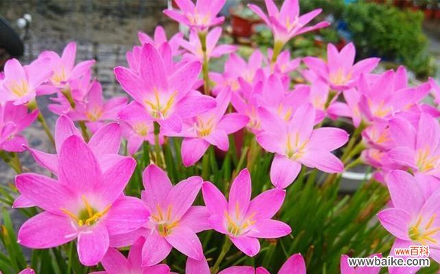 用葱兰花的美丽寄托内心的渴望 葱兰花的花语