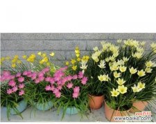 用葱兰花的美丽寄托内心的渴望 葱兰花的花语