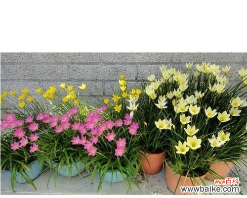 用葱兰花的美丽寄托内心的渴望 葱兰花的花语