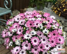 翠菊花语的深刻寓意与传统文化 翠菊花语传递的美好祝愿