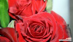 传递爱的红玫瑰 大红色玫瑰的花语与含义
