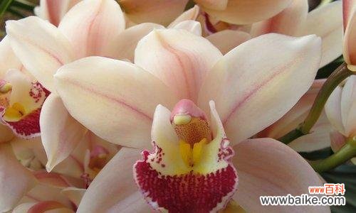 以大花蕙兰为纽带 大花蕙兰花语，传递幸福与美好