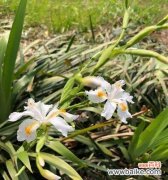 探寻大扁竹兰的花语与意义 大扁竹兰花语的美丽之谜