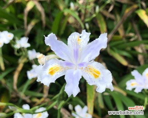 探寻大扁竹兰的花语与意义 大扁竹兰花语的美丽之谜