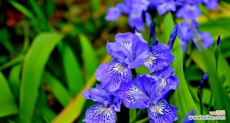 探寻大扁竹兰的花语与意义 大扁竹兰花语的美丽之谜