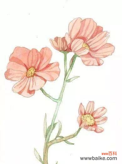 用花言融化心灵 大波斯菊花语——花开人心