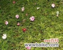 用花言融化心灵 大波斯菊花语——花开人心