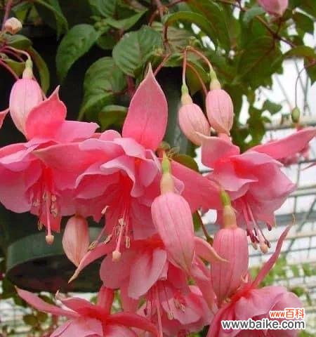 倒挂金钟花语寓意的深刻内涵及其生命力 倒挂金钟花语寓意——美丽与坚韧并存