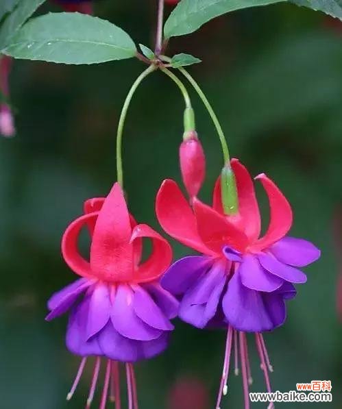 倒挂金钟花语寓意的深刻内涵及其生命力 倒挂金钟花语寓意——美丽与坚韧并存