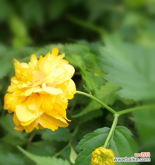 沐浴芬芳 以棣棠花,花开寓意闲适宁静