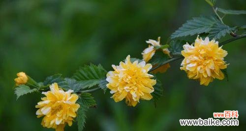 沐浴芬芳 以棣棠花,花开寓意闲适宁静