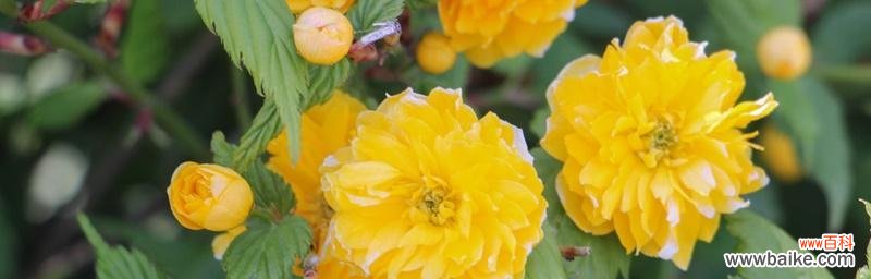 传递爱与美的棣棠花之语 棣棠花花语的美好寓意